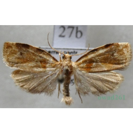 Archips xylosteana (Linnaeus, 1758) Zwójka dębóweczka Czech27b